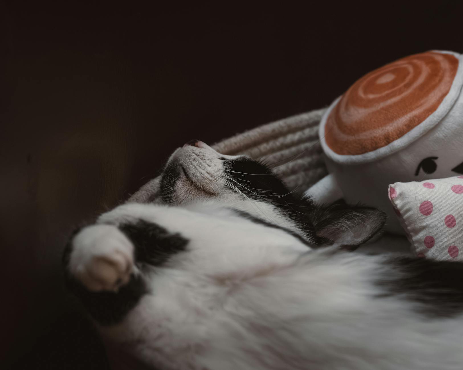 スマイリングクリッターズとCatNapの関係